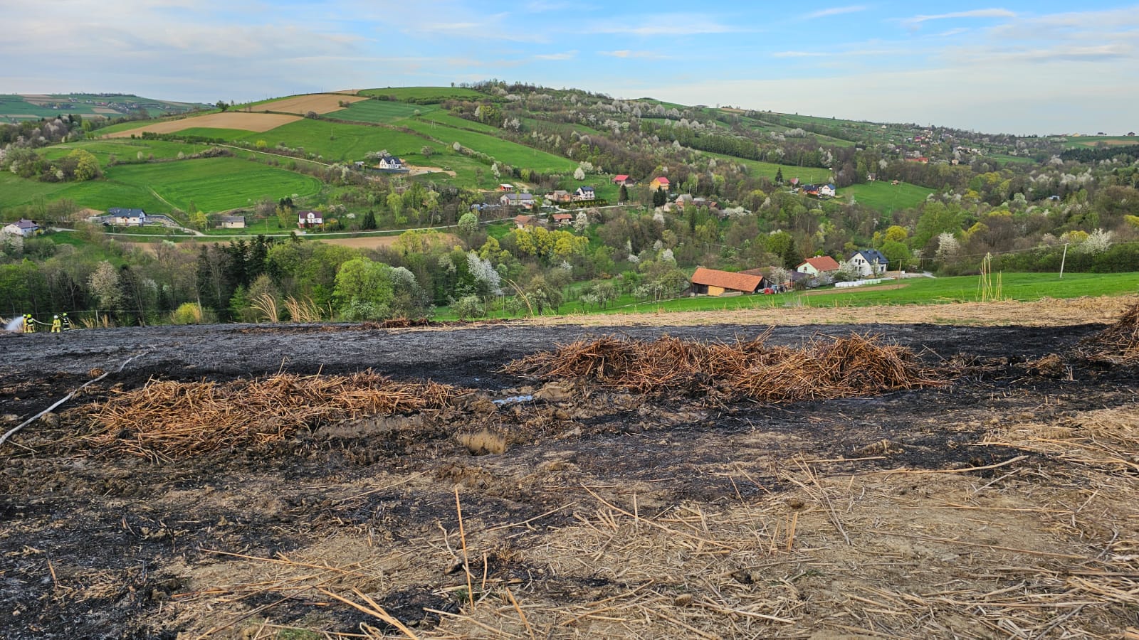 pożar Słowikowa, plantacja trawy energetycznej