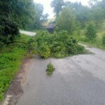 powalone drzewo, Bukowiec
