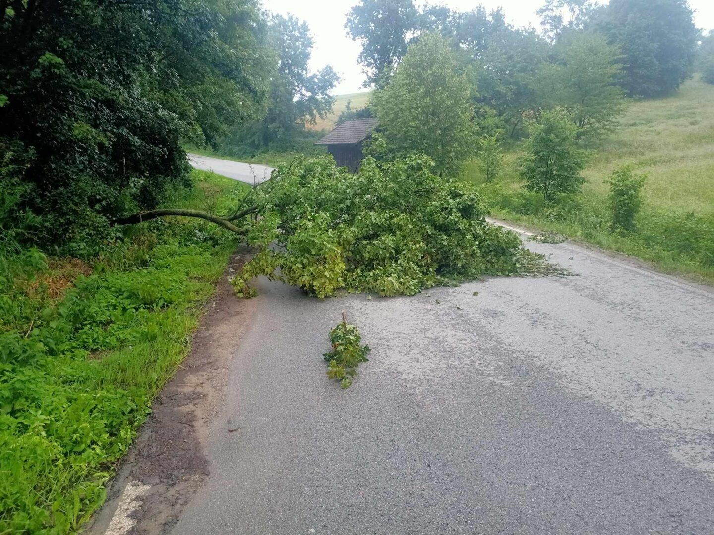 powalone drzewo, Bukowiec