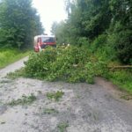 powalone drzewo, Bukowiec