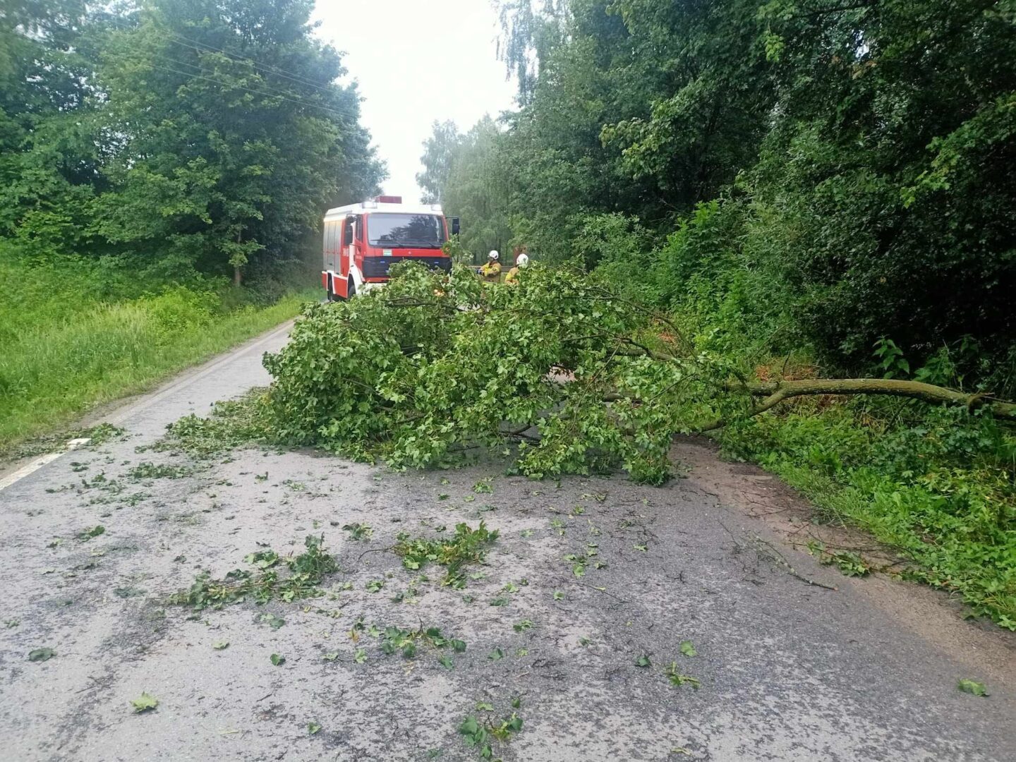 powalone drzewo, Bukowiec