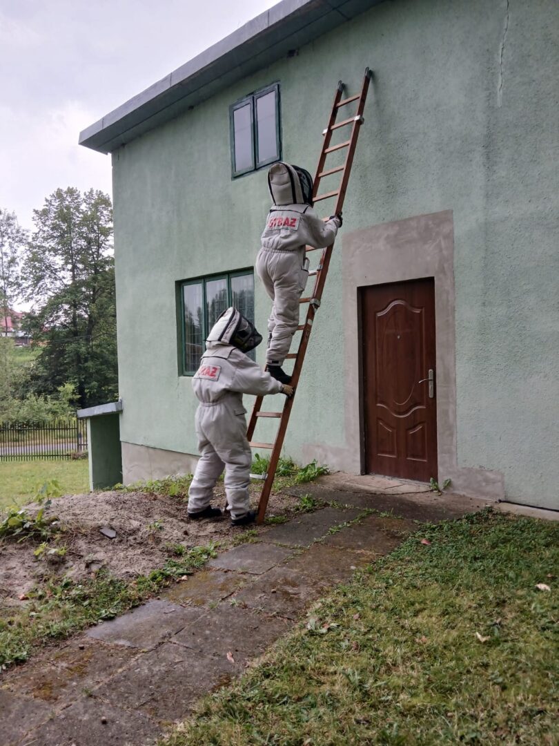 owady błonkoskrzydłe straż pożarna