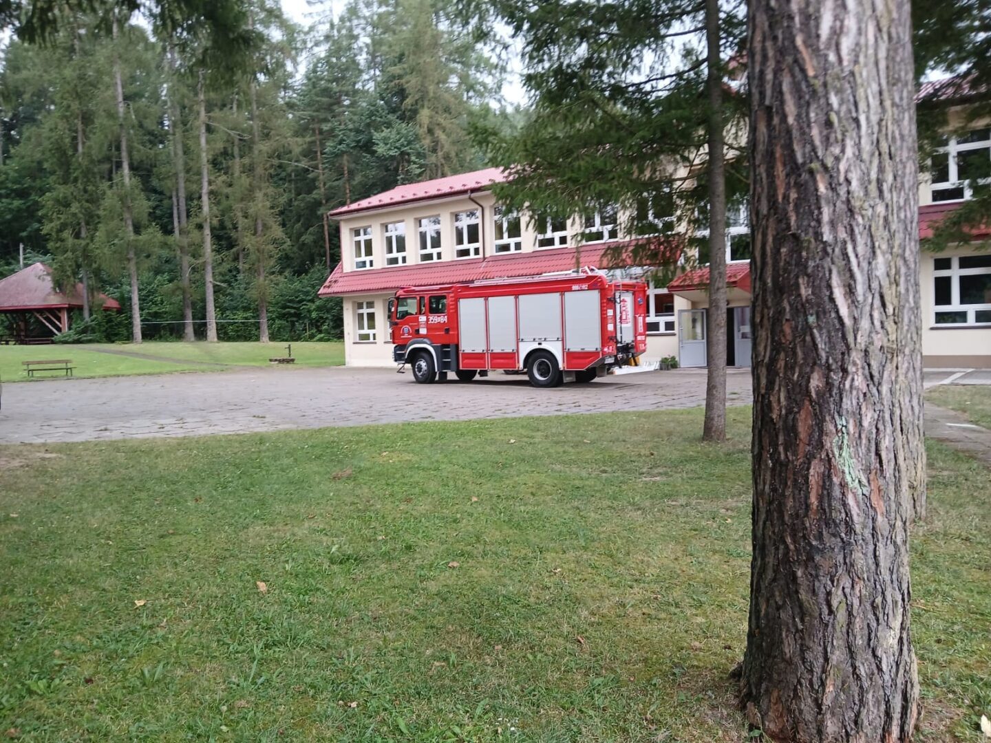 owady błonkoskrzydłe straż pożarna