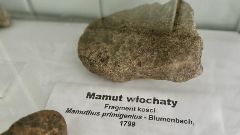 Szczątki mamuta na Jaworzynie Krynickiej! [ZDJĘCIA]