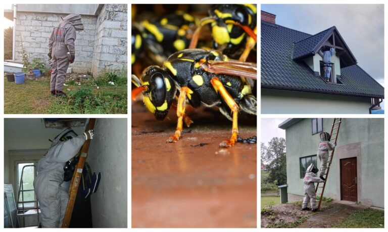 Plaga os i szerszeni na Sądecczyźnie, czyli walka z owadami błonkoskrzydłymi