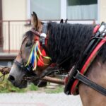 korowód dożynkowy Korzenna