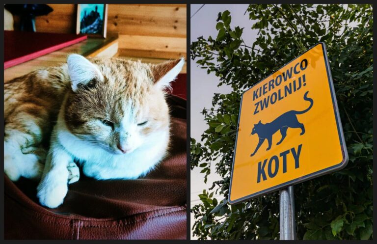 Znak drogowy wywołał dyskusję. Czy koty w Nowym Sączu to skomplikowany problem?
