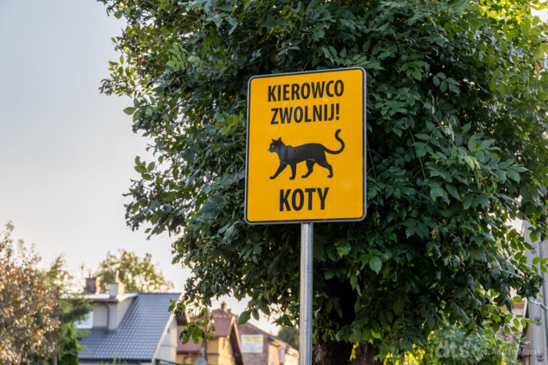 Znaki z kotami opanują Nowy Sącz? Wiemy, za czyją sprawą
