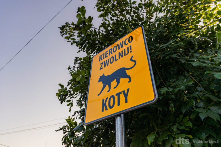 Uwaga koty! Specjalne ostrzeżenie dla kierowców [ZDJĘCIA]
