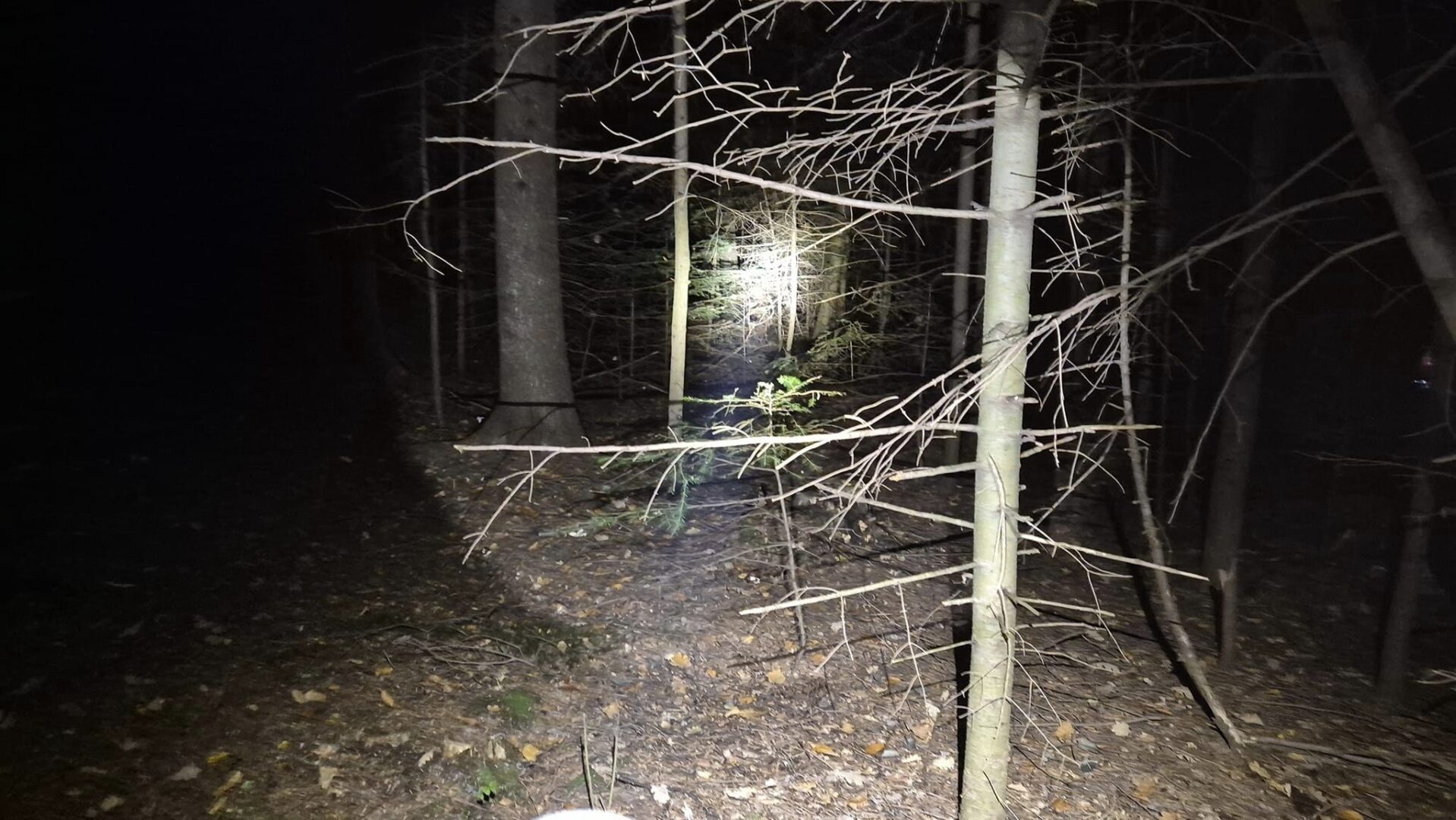 poszukiwania Korzenna