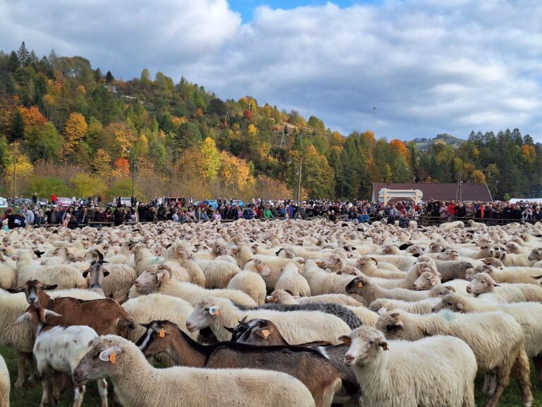 Szczawnica. Owce zeszły z hal. Przyszedł czas na zimę