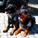 psy Grupa Krynicka GOPR