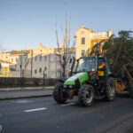 Gorlice choinka