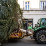 Gorlice choinka