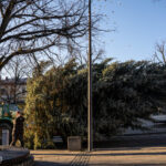 Gorlice choinka