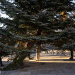 Gorlice choinka