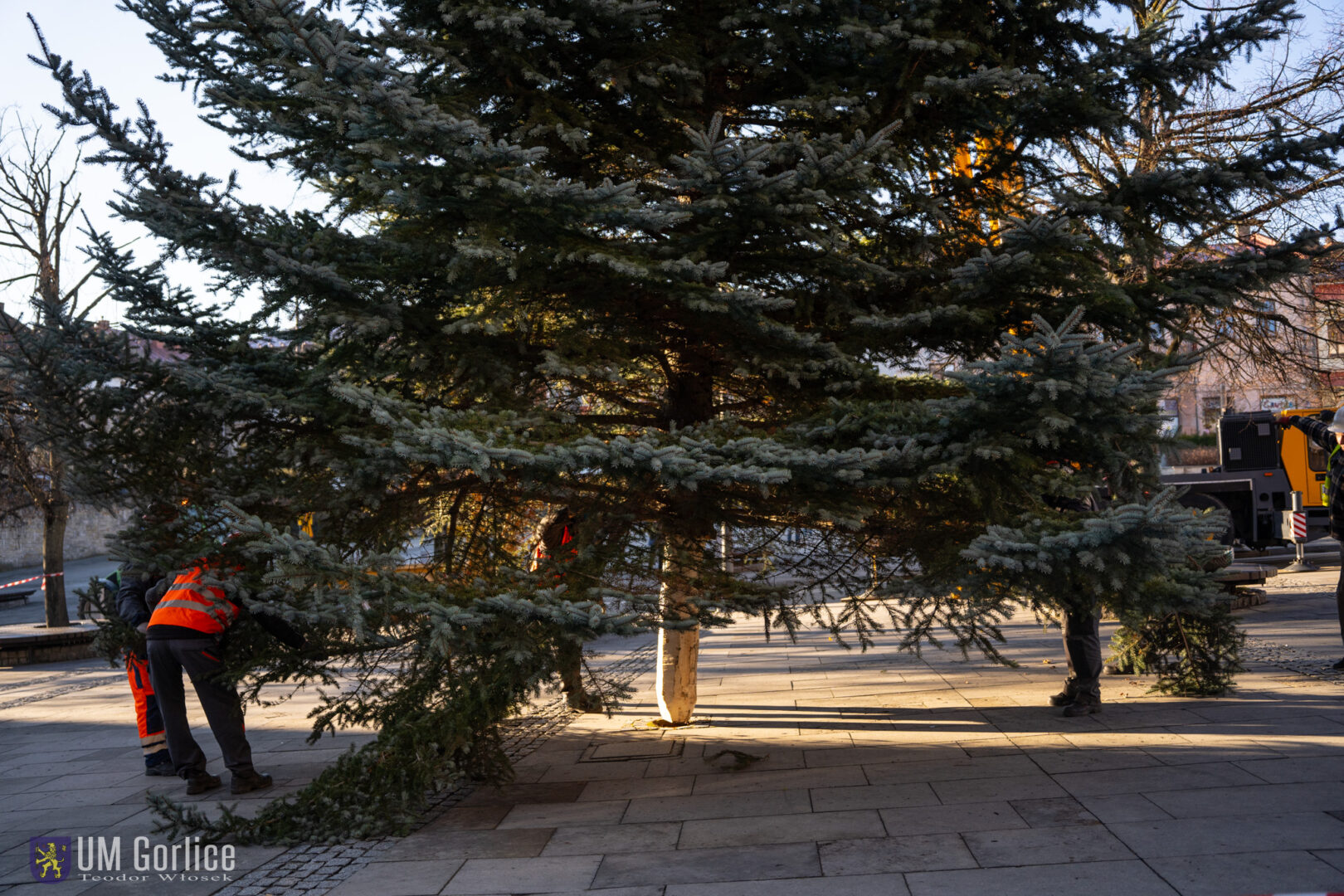 Gorlice choinka