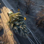 Gorlice choinka