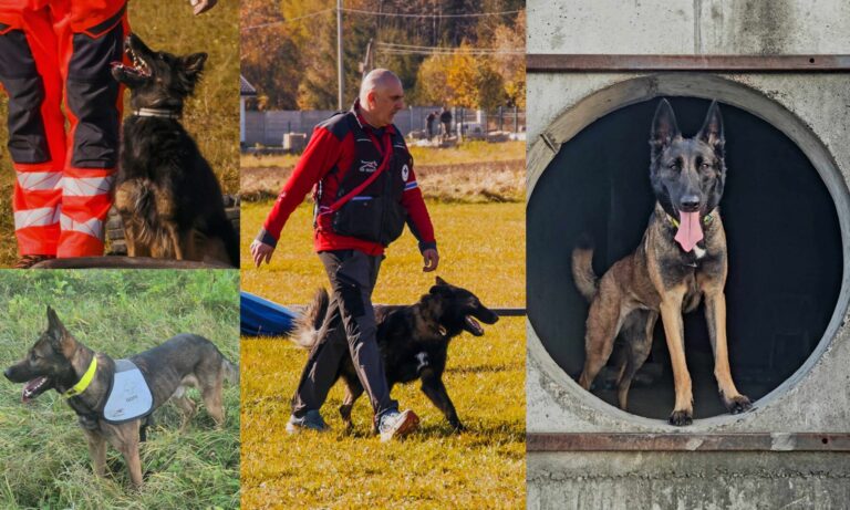 Kolejne egzaminy za nimi. Psy z GOPRu to prawdziwi specjaliści