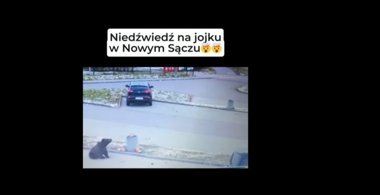 Szlachetne Biuro: niedźwiedź na jojku