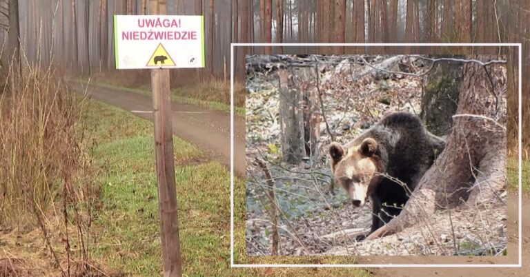 Jeśli wybierasz się do lasu – uważaj! Niedźwiedzie już nie śpią. Widziano je m.in. w okolicach Muszyny