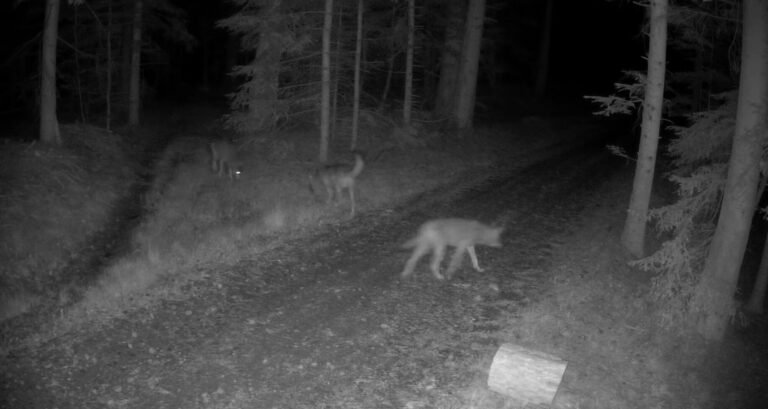 Fotopułapka Nadleśnictwa uchwyciła watahę wilków. ,,Te drapieżniki pokazują nam, jak ważna jest dla nich stadność”