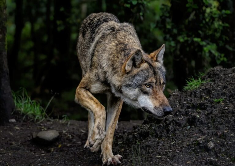 Wilk porwał psa. Przedstawiciele gminy znów ostrzegają
