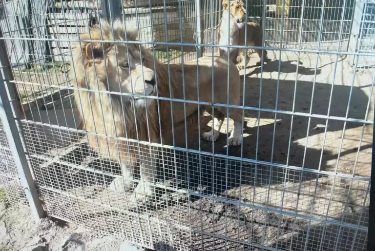 ,,Zostawcie człowieka w spokoju”. Społeczność broni Łukasza posiadającego tygrysa i dwa lwy