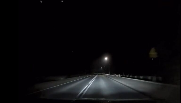Nocny atak rogacza. Auto w starciu z dzikim zwierzem [FILM]