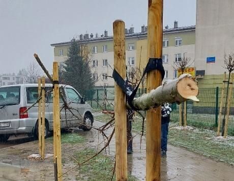Prezydent Handzel: niszczyć to potrafi każdy głupiec. Drzewka przeżyły tydzień