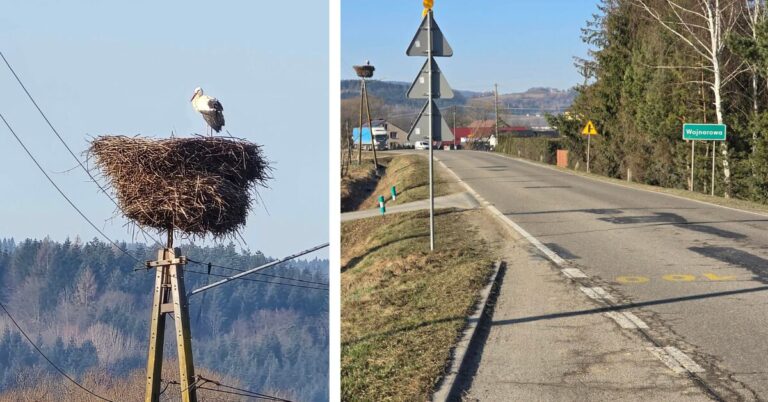 Pierwszy bocian już na Sądecczyźnie. Wojnarowa otwiera sezon