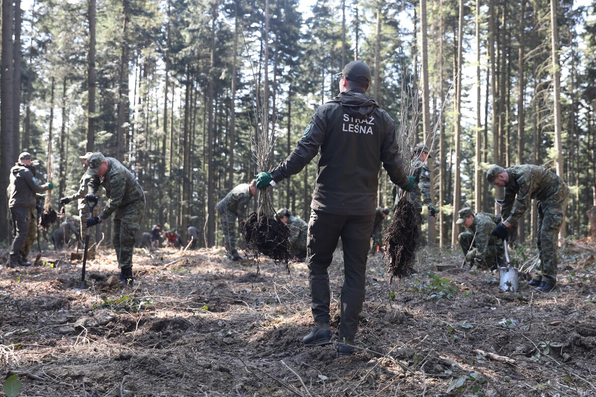Forest workers planting saplings in a sunlit woods, central person holding two saplings with roots, others digging and preparing soil in camouflage gear and outdoor jackets