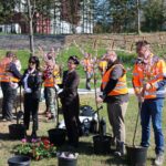 Group of volunteers in safety vests planting pink-blossomed trees in a grassy park.