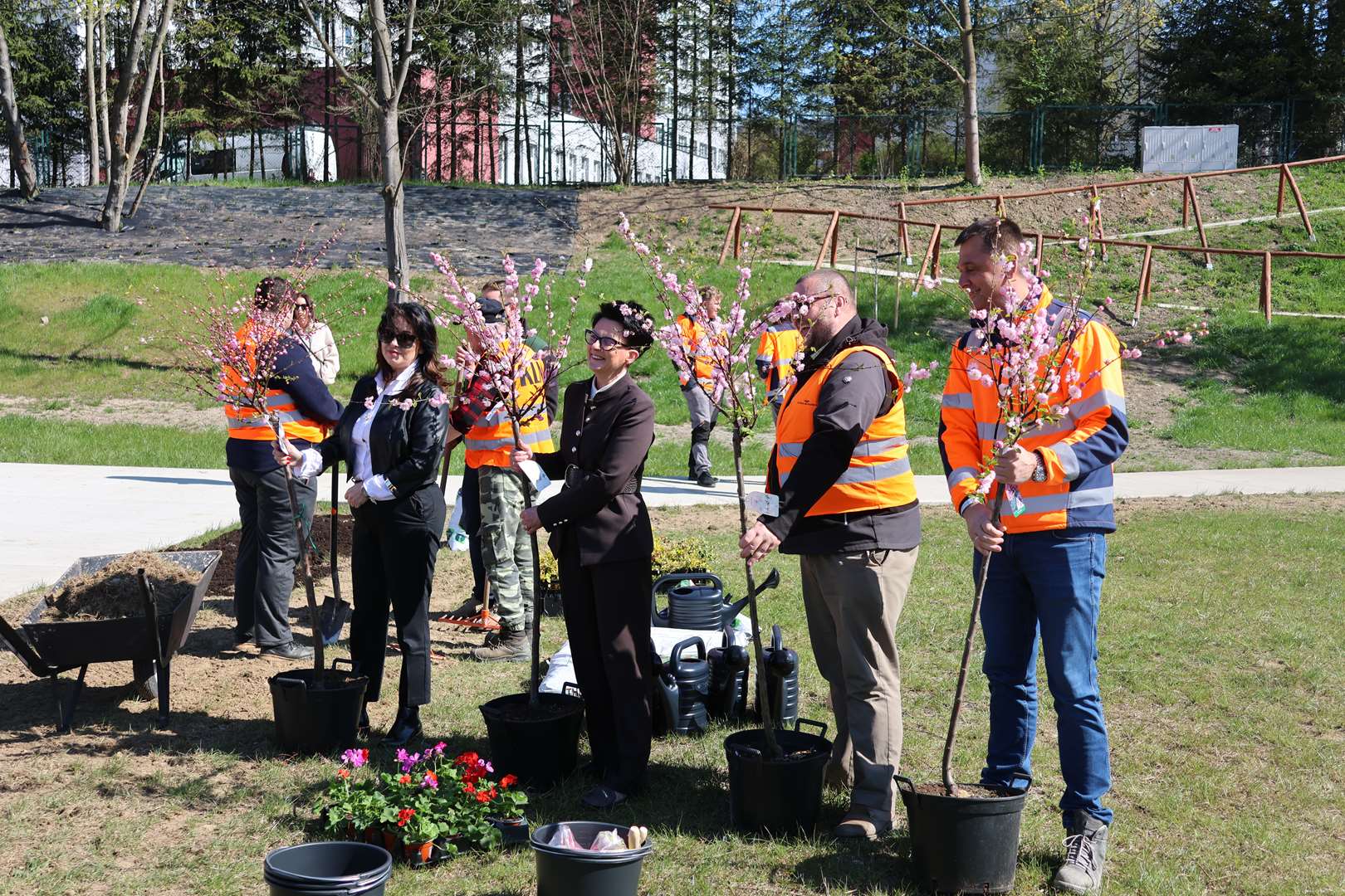 Group of volunteers in safety vests planting pink-blossomed trees in a grassy park.