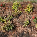 Mulched garden bed with small variegated yellow-green shrubs and a few bright pink flowers visible.