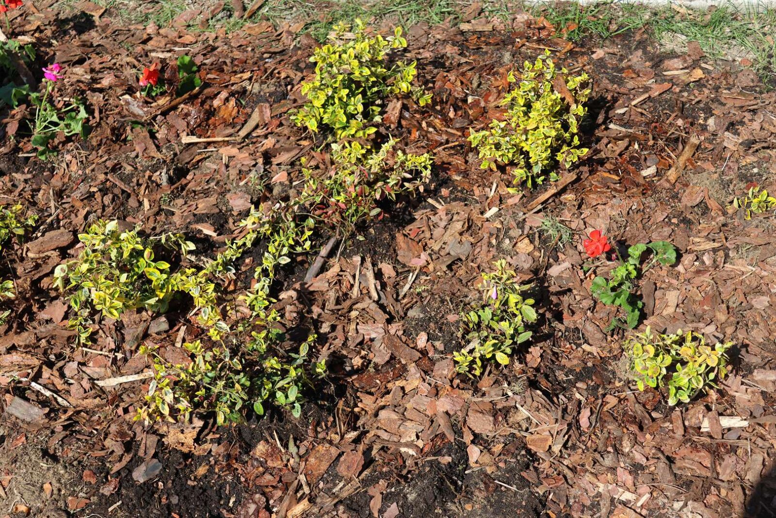 Mulched garden bed with small variegated yellow-green shrubs and a few bright pink flowers visible.
