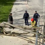 Fallen tree blocking a sidewalk; two firefighters in red helmets and two police officers stand nearby on a sunny day, debris scattered around a railing.