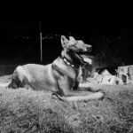 German Shepherd lying on grass at night with tongue out; construction debris and distant lights in background.