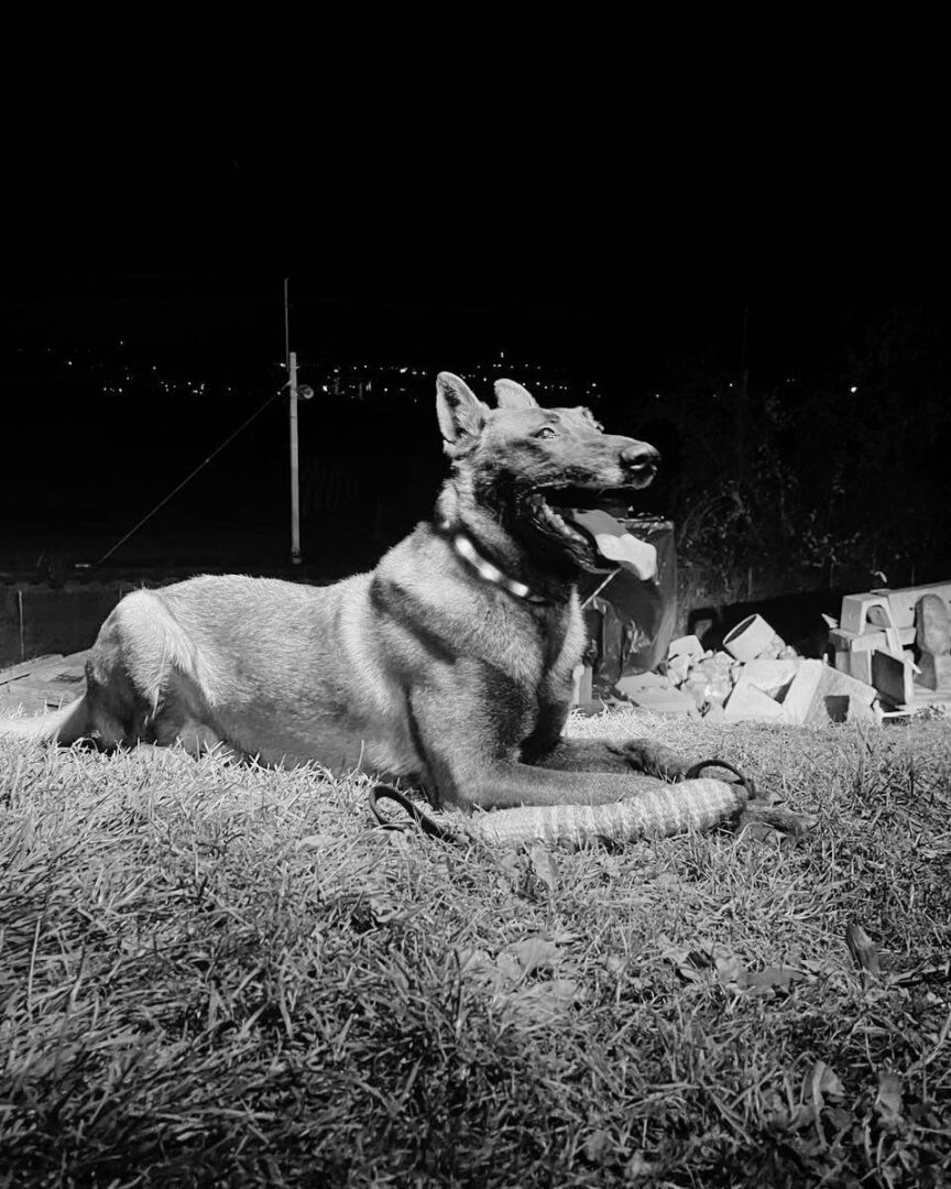 German Shepherd lying on grass at night with tongue out; construction debris and distant lights in background.