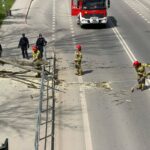 Firefighters in red helmets and police on a road with debris and a fallen tree, tidying up after an accident near a barrier.