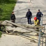 Fallen tree branch blocks a sidewalk near a guardrail; two police officers and a firefighter assess the scene.