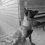Dog sits on a cobblestone path beside a wooden wall, looking up toward something off to the right.