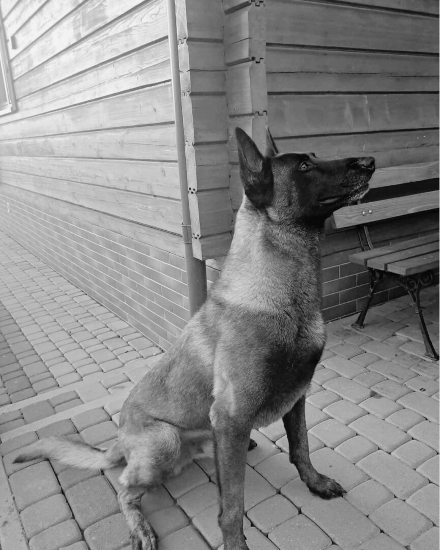 Dog sits on a cobblestone path beside a wooden wall, looking up toward something off to the right.