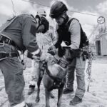 K9 rescue dog in a harness receives a check from two uniformed handlers outdoors, preparing gear at a training site.