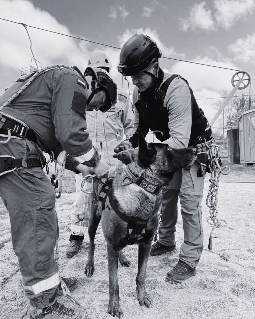 K9 rescue dog in a harness receives a check from two uniformed handlers outdoors, preparing gear at a training site.