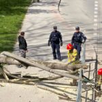 Emergency responders, including firefighters and police, clear a fallen tree blocking a sidewalk by a railing. A man watches from the path.
