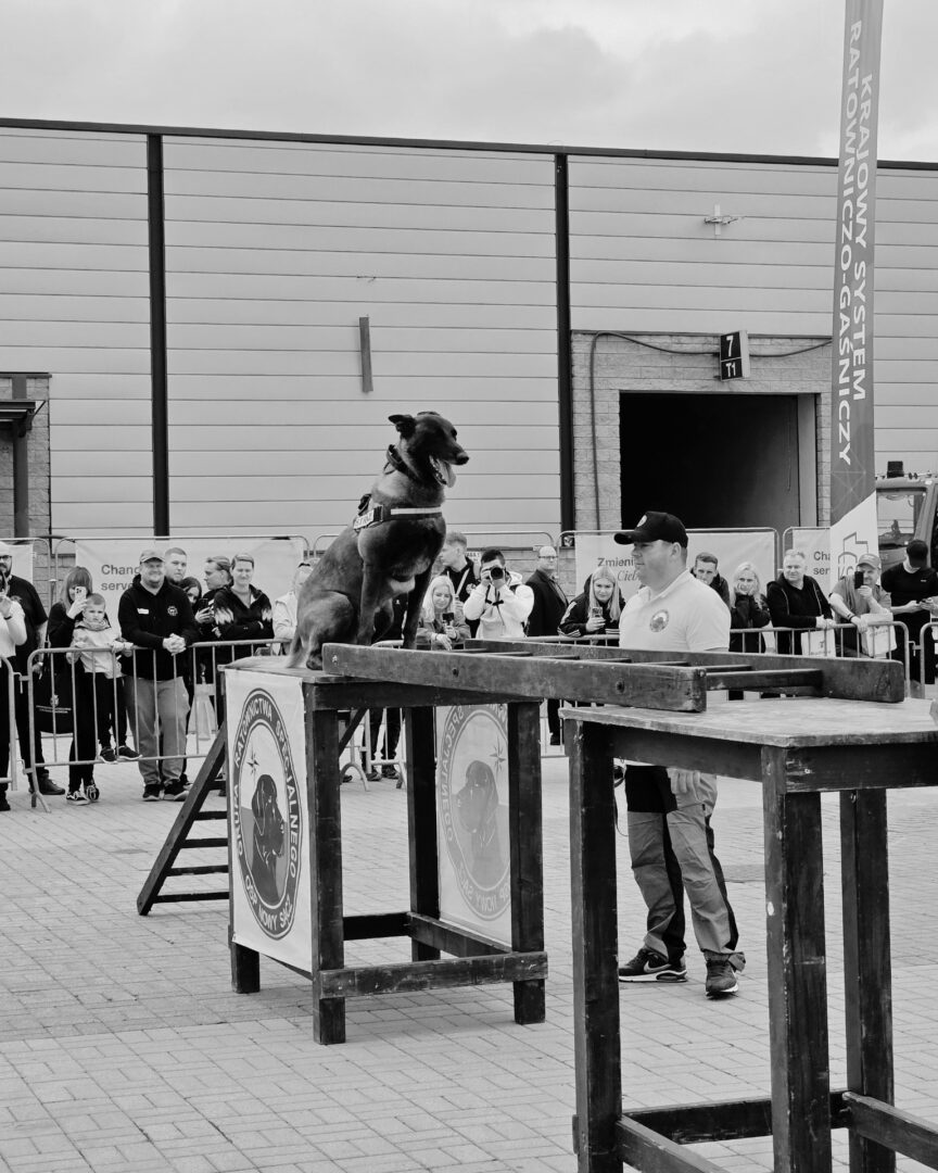 Medium-sized dog wearing a harness sits on a wooden obstacle podium during a public event, with spectators behind barricades and a man watching nearby