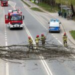 Firefighters remove a large fallen tree from a two-lane road; a fire engine and a police van are on scene, with bystanders watching.