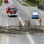 Emergency responders as a fallen tree blocks a city street; a fire engine and a police van with flashing lights are on scene, bystanders nearby.