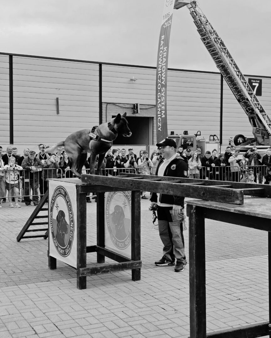 German Shepherd balancing on a raised obstacle during a public dog demonstration, with a handler nearby and spectators behind a barrier.